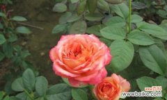 揭开以丰花月季的神奇之谜 以丰花月季——探寻盛开背后的秘密