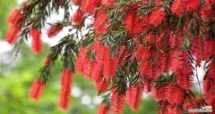 探寻枫叶的花语 枫叶的花语及其意义