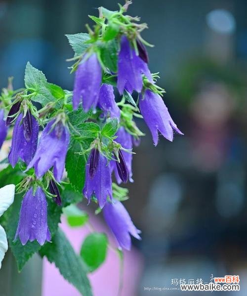 探寻风铃草的神秘之美 风铃草的花语与传说
