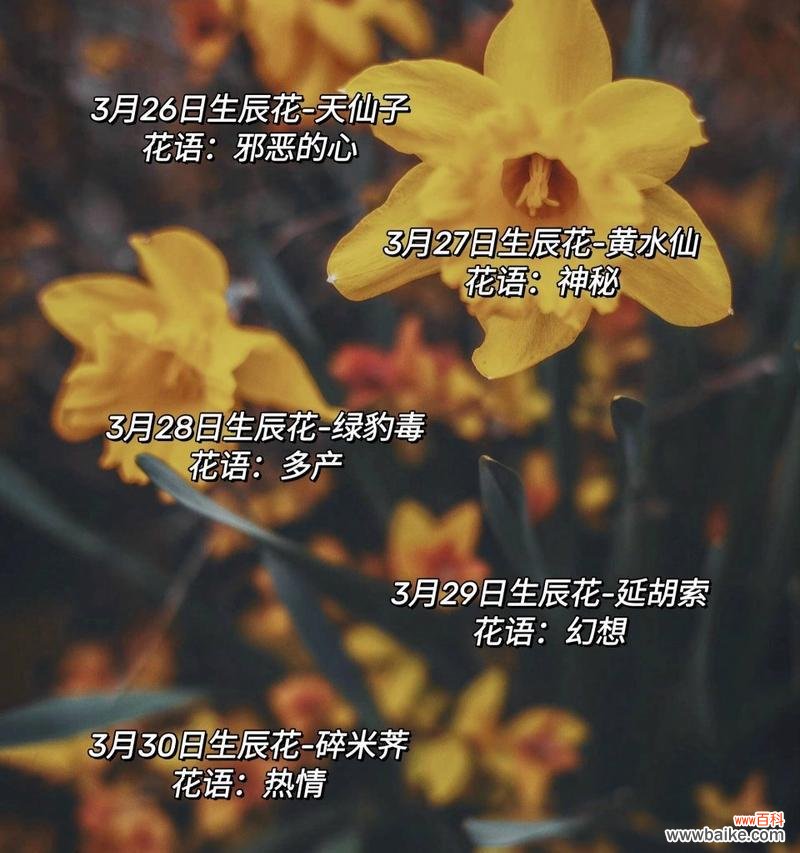 3月31号对应的花语是什么?