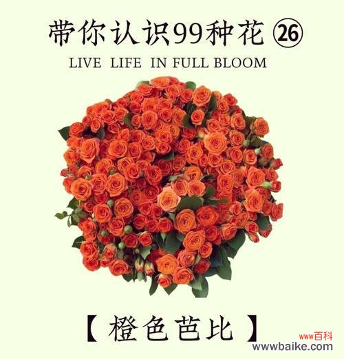 篮球24个玫瑰花的含义是什么？篮球24个玫瑰花代表什么？