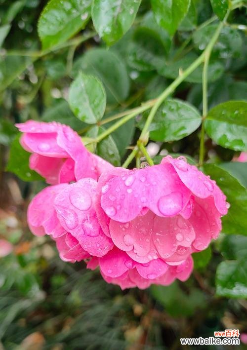 雨中绽放的康乃馨代表什么?花语有何深意?