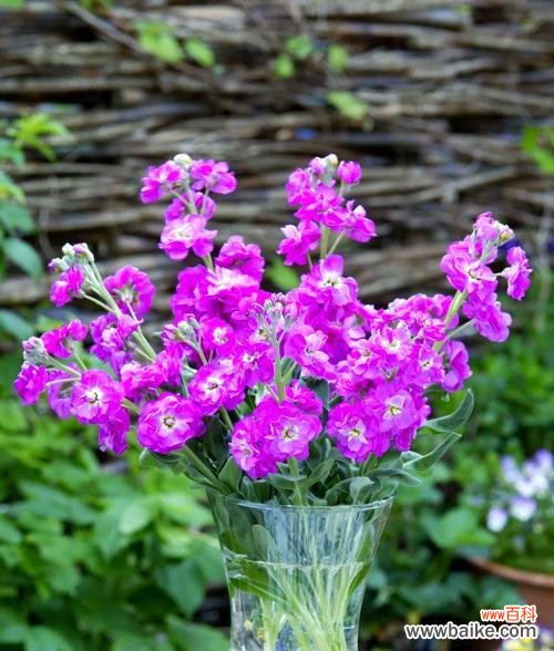 灰紫罗兰花语代表什么？