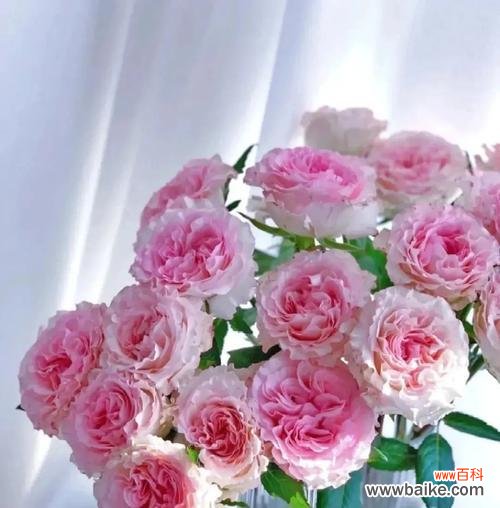 洛神粉玫瑰的花语有何深意？