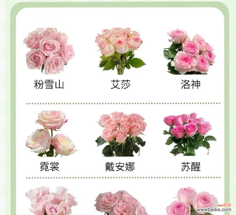 洛神粉玫瑰的花语有何深意？