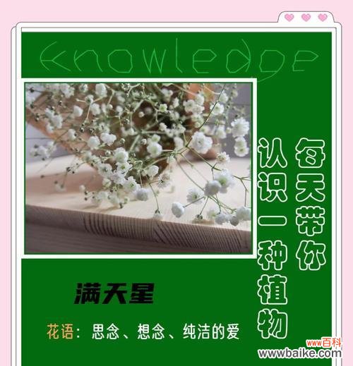“对你的爱不是秘密”花语代表什么?