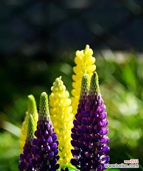 道具风中摇曳的花语有何含义？