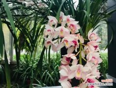 盘龙灯的花语是什么？这种装饰品的寓意是什么？