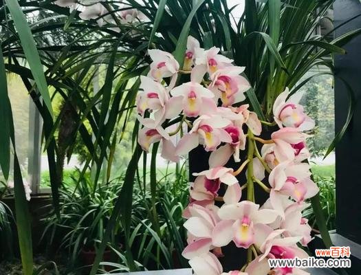 盘龙灯的花语是什么?这种装饰品的寓意是什么?