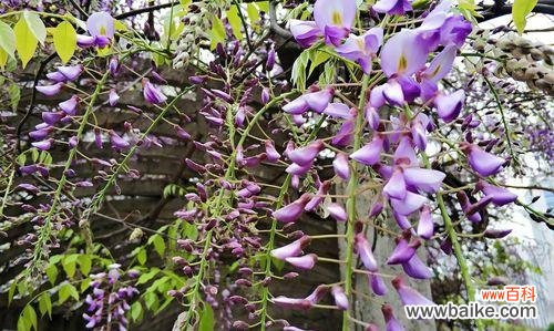 盘龙灯的花语是什么?这种装饰品的寓意是什么?