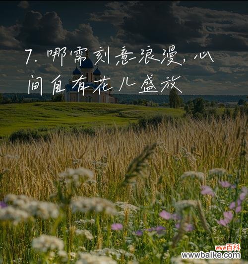 哪朵花的花语是冷傲?