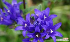 哪朵花的花语是冷傲？