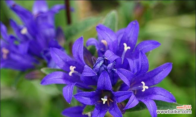 哪朵花的花语是冷傲?