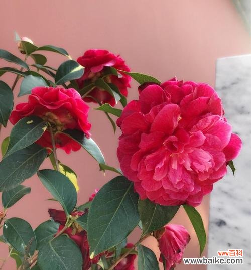 赏心悦目的花语让我们心动不已 山茶花,恒久的爱意