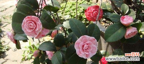 探秘山茶花的神秘语言,传达情感之花的花语 山茶花的花语及寓意