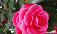 探秘山茶花的神秘语言，传达情感之花的花语 山茶花的花语及寓意