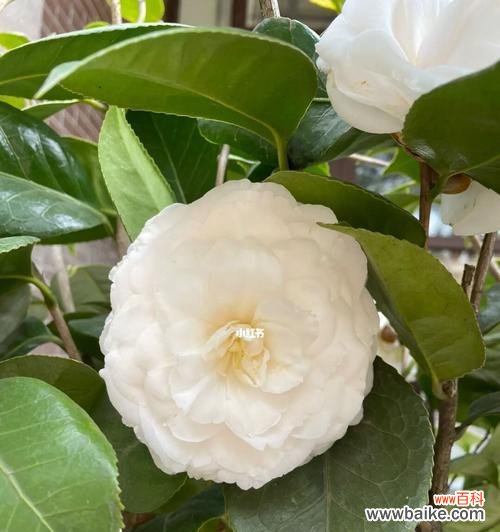 美丽的山茶花蕴含的深刻寓意 山茶花的寓意与象征意义