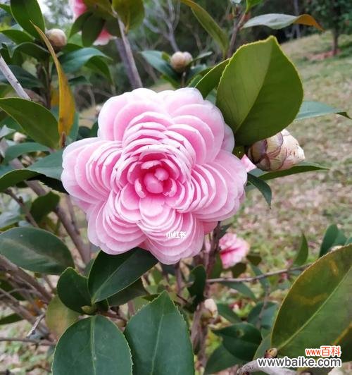 美丽的山茶花蕴含的深刻寓意 山茶花的寓意与象征意义