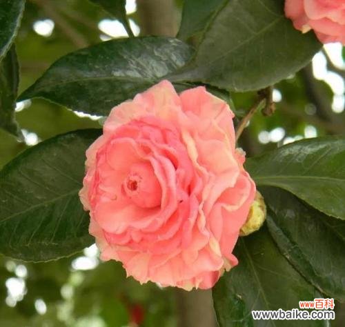 探寻山茶花暗示的深意 山茶花