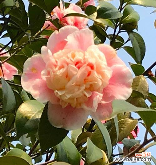 传承自然之美,激励坚韧精神 山茶花