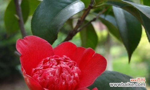 传承自然之美,激励坚韧精神 山茶花