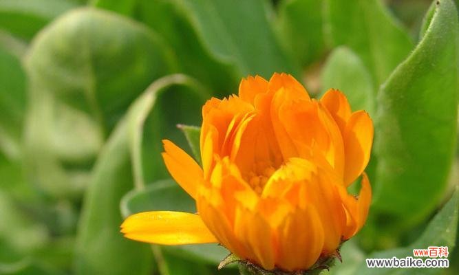 揭示山荷叶的花语意义，让你对生活充满期待 山荷叶的花语与寓意