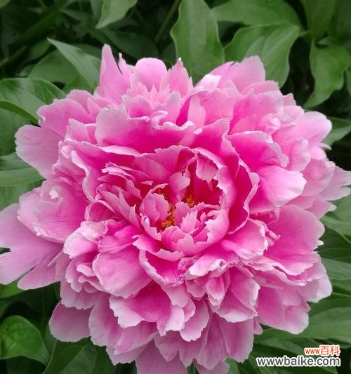 白色芍药花的深刻含义与象征意义 白色芍药花的花语——纯洁与无瑕