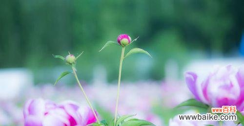 白色芍药花的深刻含义与象征意义 白色芍药花的花语——纯洁与无瑕