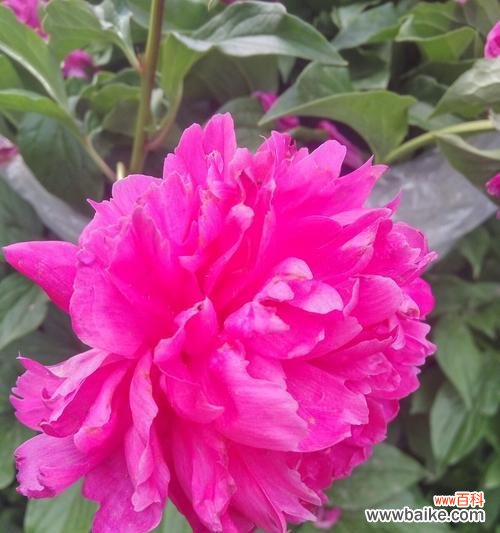 白色芍药花的深刻含义与象征意义 白色芍药花的花语——纯洁与无瑕