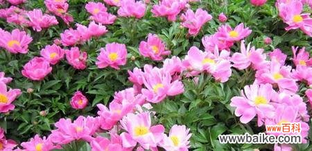 揭开芍药花的花语，探寻其象征意义 芍药花