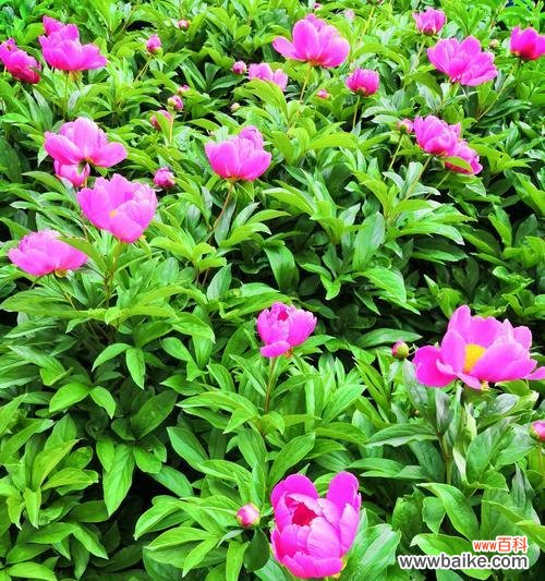 以芍药为主题的花语传递着坚强、优雅与爱情之美 芍药的花语