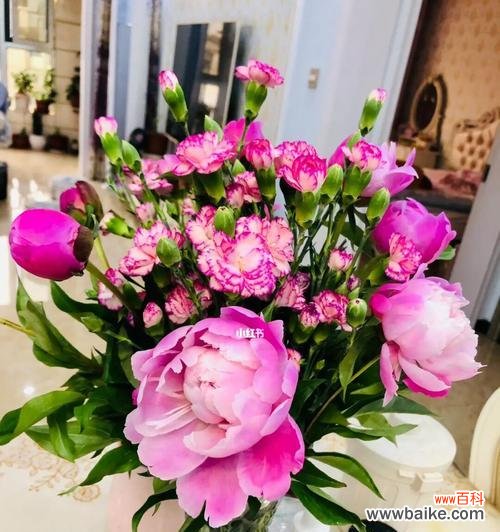 以芍药为主题的花语传递着坚强、优雅与爱情之美 芍药的花语