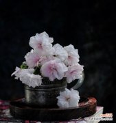 山樱花的纯真和西洋樱花的浪漫 山樱花与西洋樱花的花语对比