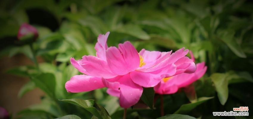 芍药花的意义与象征解读，探寻其中蕴含的爱情与美丽 芍药花的寓意与象征——传递爱与美的芬芳