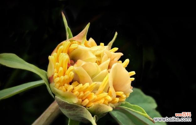 芍药花的意义与象征解读，探寻其中蕴含的爱情与美丽 芍药花的寓意与象征——传递爱与美的芬芳