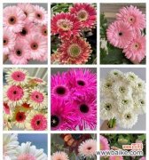 聚焦以扶郎寓意的深刻内涵 以扶郎寓意——演绎爱与成长的美好旅程