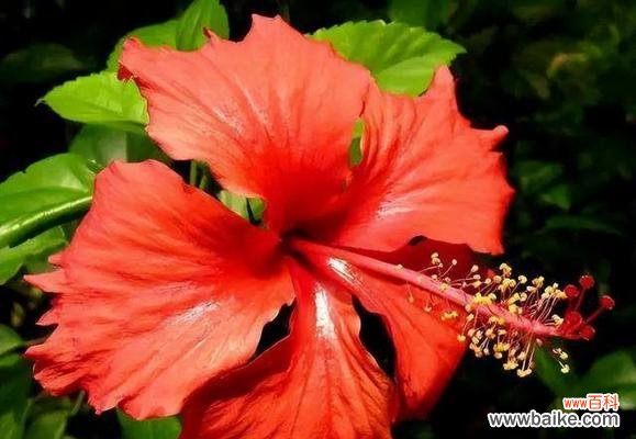 扶桑花的花语及文化传承 扶桑花的花语-表达爱与希望的美丽使者