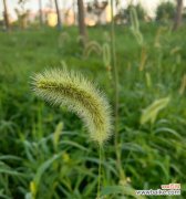 狗尾巴草的花语传递着深厚情感 狗尾巴草的花语