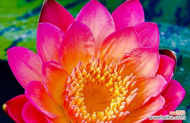 荷花的美丽与深远的内涵 荷花的花语