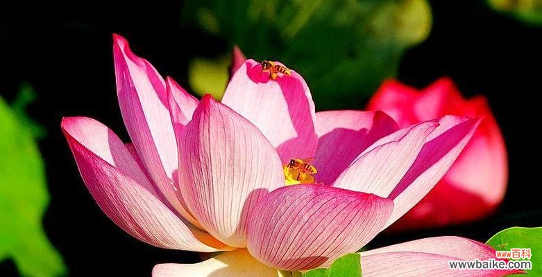 恬静高洁 荷花的象征意义及美学价值