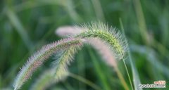 探究狗尾草的花语 狗尾草的花语及其意义