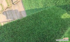 了解狗牙根包衣的定义 狗牙根包衣的意义及应用领域