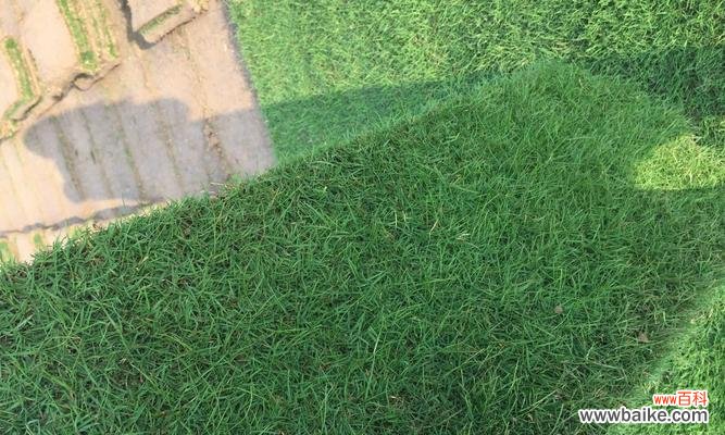 了解狗牙根包衣的定义 狗牙根包衣的意义及应用领域