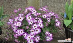 以瓜叶菊为媒介传递真挚情感和美好祝愿 瓜叶菊花语