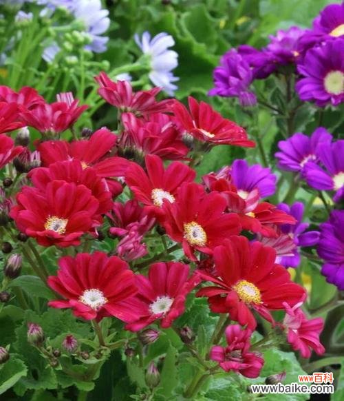 传达爱意和守护友谊的花朵——瓜叶菊花 瓜叶菊花的花语和寓意