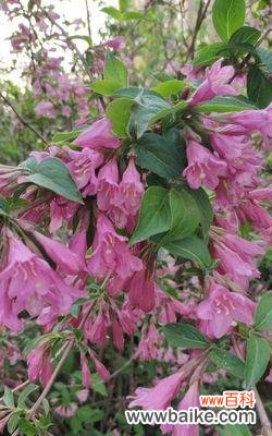 探索冠径的起源 以冠径——解读一种古老的文化符号