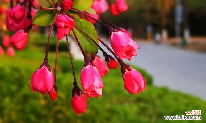 揭开海棠花背后的15个花语 海棠花语的深意