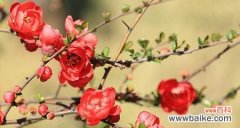 探寻海棠花背后的美丽寓意 海棠花的花语及其含义