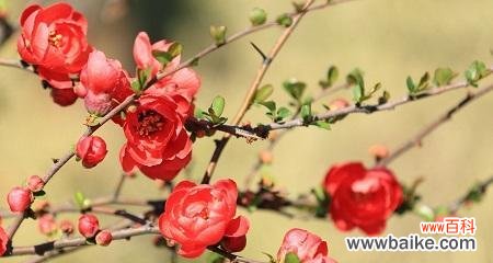 探寻海棠花背后的美丽寓意 海棠花的花语及其含义