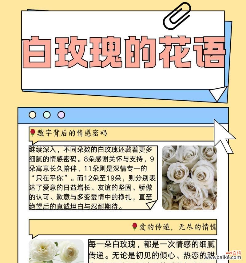 白色玫瑰花戴头上代表什么?